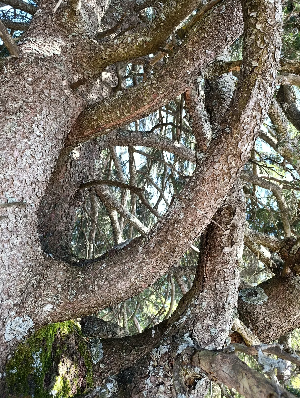 Wächterbäume und Orte der Kraft - Du kannst Dein Blick einfach dafür schärfen (4/4)