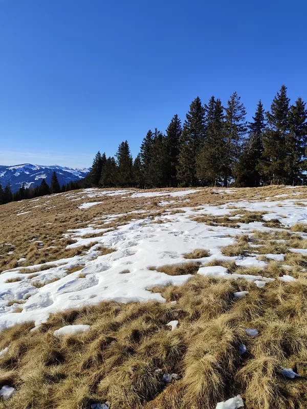 Wächterbäume und Orte der Kraft - Du kannst Dein Blick einfach dafür schärfen (2/4)