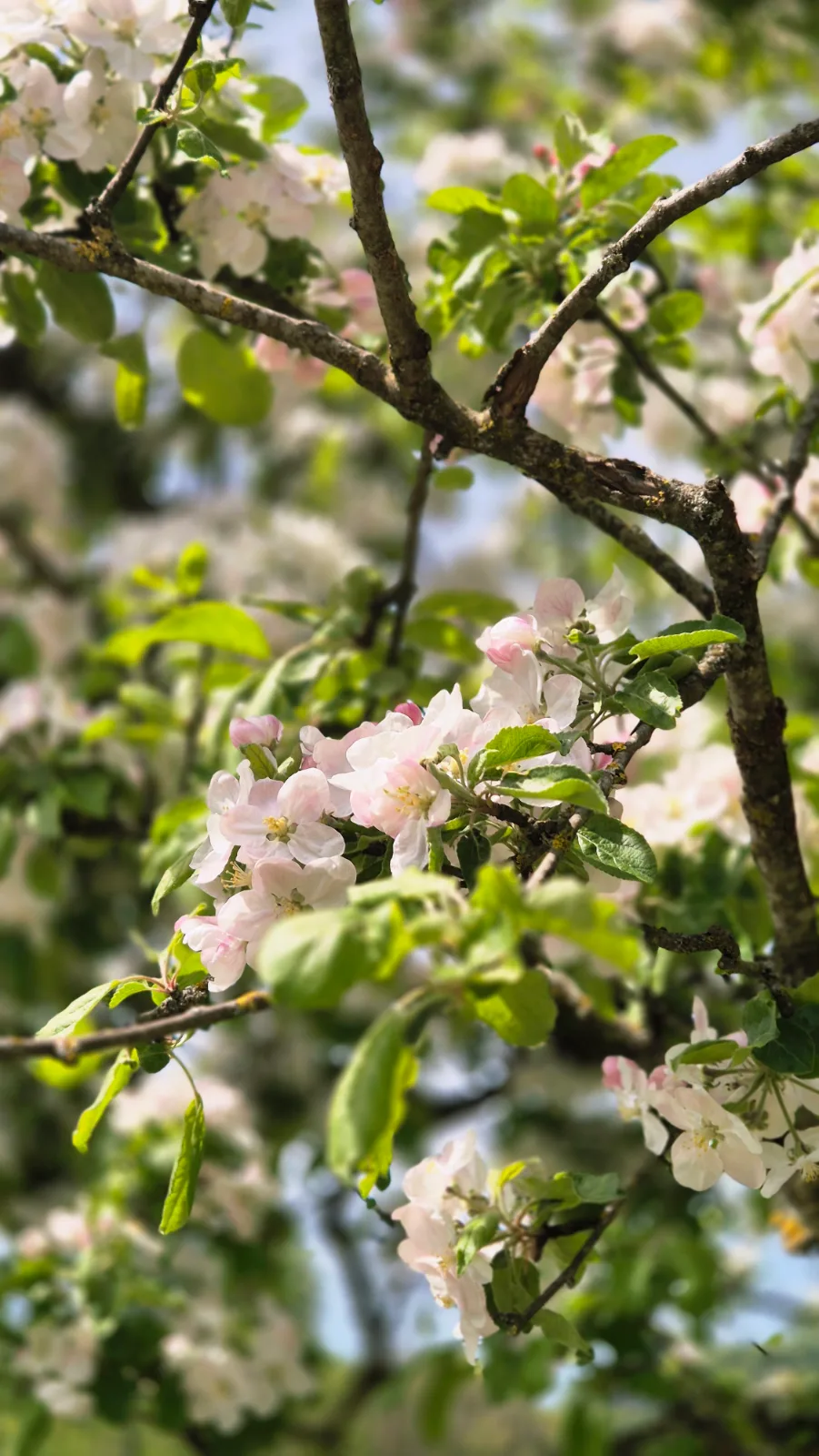 FRÜHLINGSZAUBER – Yoga & Waldbaden auf dem Herzberg | 9. - 11. April 2027 (3/5)