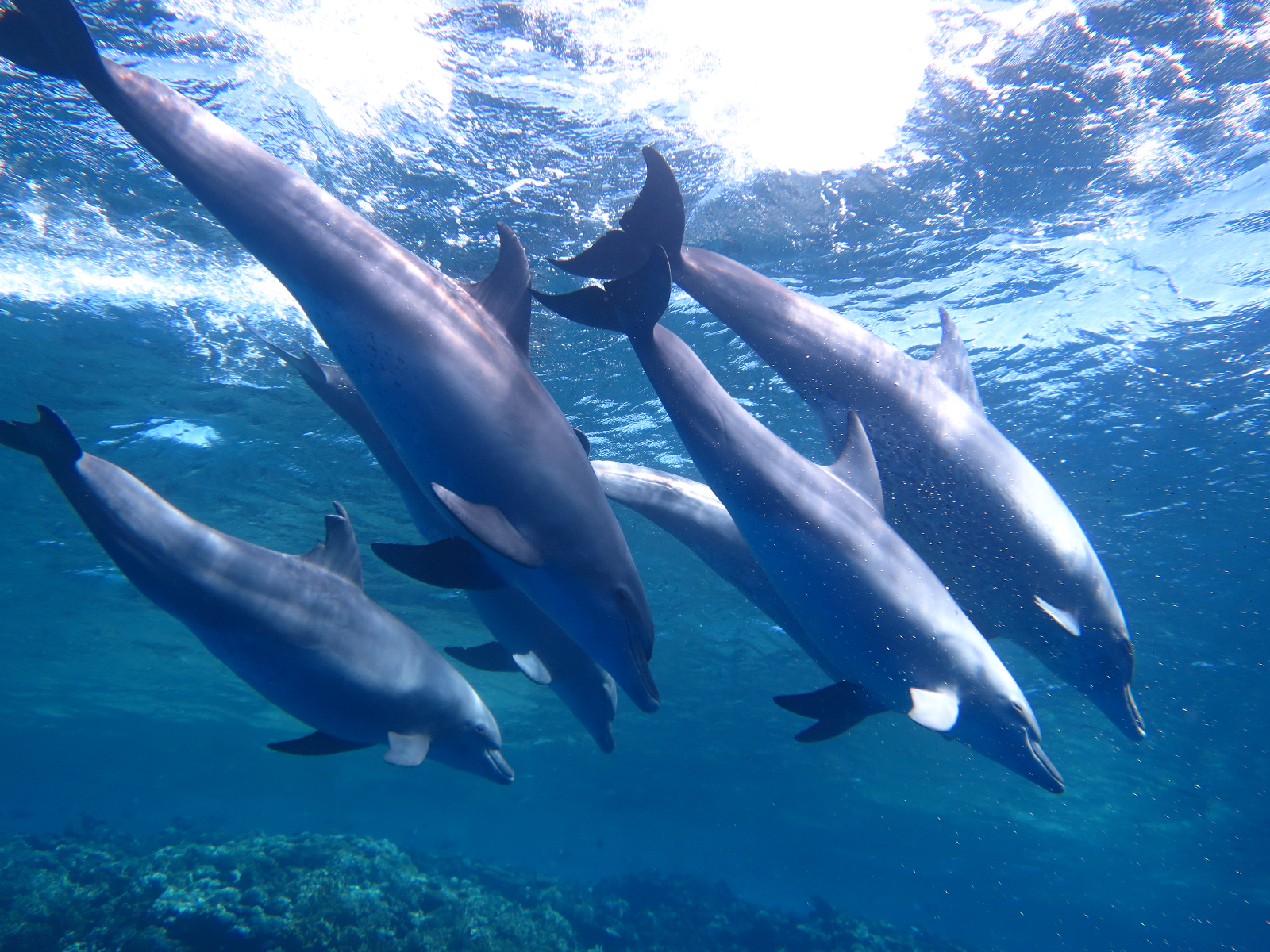 FLOWING · Delfin-Retreat für Frauen in einem Übergang | Rotes Meer | 1.–8. Mai 2027 (6/6)