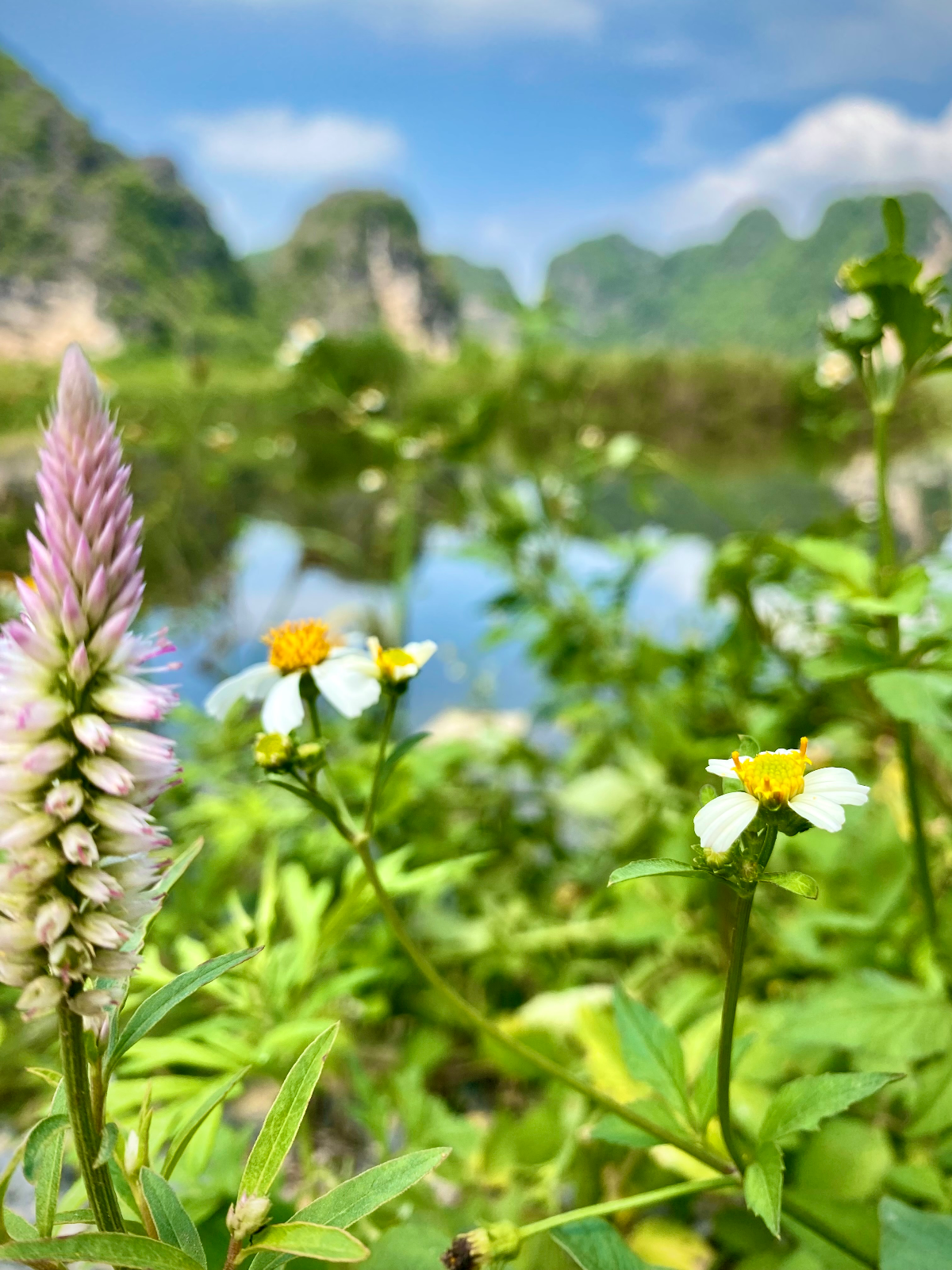 Slow Butterfly Retreat ~ Vietnam (2/6)